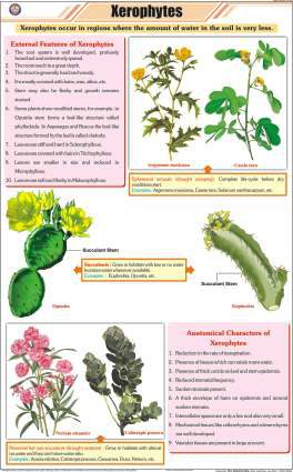 Xerophytes Chart (MGE-2243)