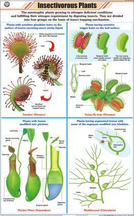 Insectivorous Plants Chart (MGE-2244)