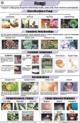 Fungi Chart (MGE-2245)