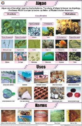 Algae Chart (MGE-2246)