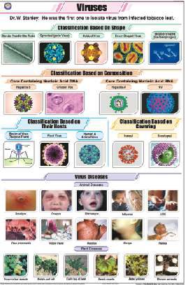 Viruses Chart (MGE-2247)