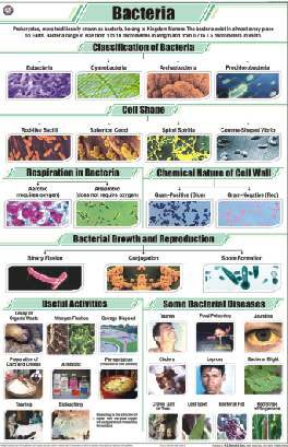 Bacteria Chart (MGE-2248)