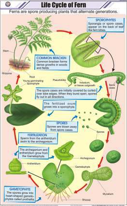 Life Cycle of Fern Chart (MGE-2249)