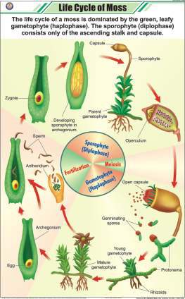 Life Cycle of Moss Chart (MGE-2250)