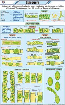 Spirogyra Chart (MGE-2251)