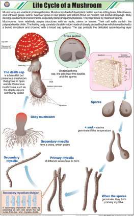 Life Cycle of a Mushroom Chart (MGE-2252)