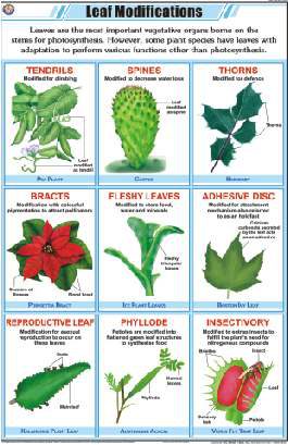 Leaf Modifications Chart (MGE-2253)