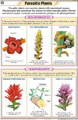 Parasitic Plants Chart (MGE-2254)