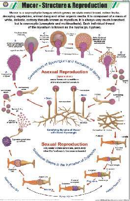 Mucor Structure & Reproduction Chart (MGE-2255)
