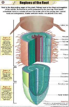 Regions of the Root Chart (MGE-2256)