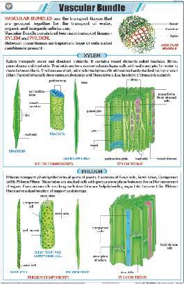 Vascular Bundle Chart (MGE-2257)