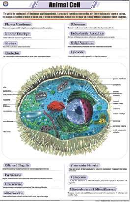 Animal Cell Chart (MGE-2265)