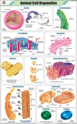 Animal Cell Organelles Chart (MGE-2266)