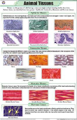 Animal Tissues Chart (MGE-2267)