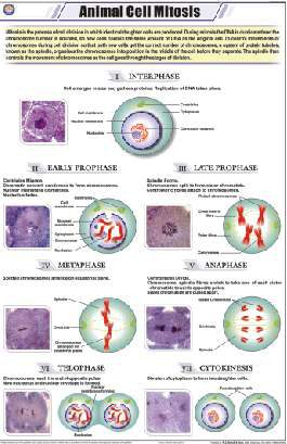 Animal Cell Mitosis Chart (MGE-2268)
