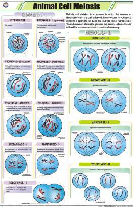 Animal Cell Meiosis Chart (MGE-2269)