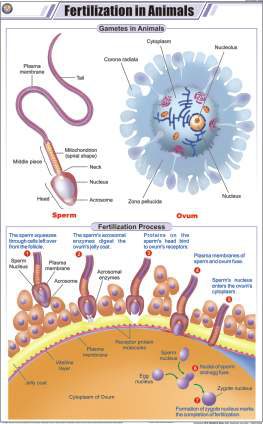 Fertilization in Animals Chart (MGE-2271)