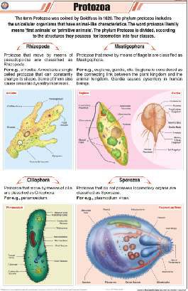 Protozoa Chart (MGE-2272)
