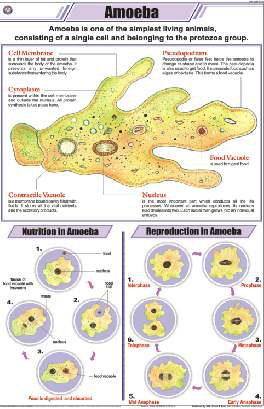 Amoeba Chart (MGE-2273)