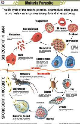 Malaria Parasite Chart (MGE-2274)