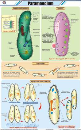 Paramoecium Chart (MGE-2275)