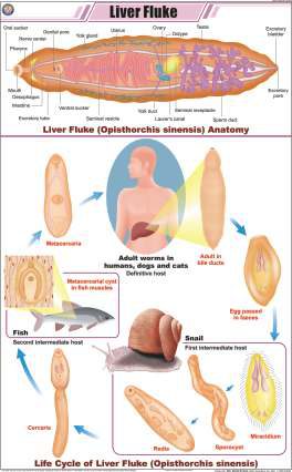Liver Fluke Chart (MGE-2277)