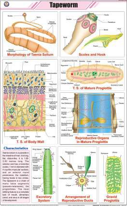 Tapeworm Chart (MGE-2278)