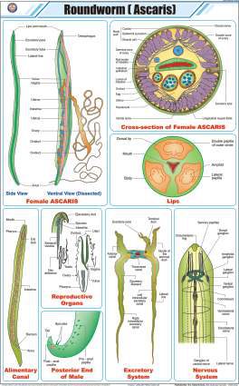 Roundworm (Ascaris) Chart (MGE-2279)