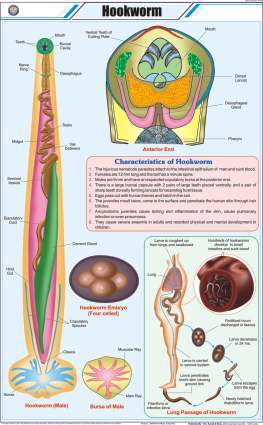 Hookworm Chart (MGE-2280)