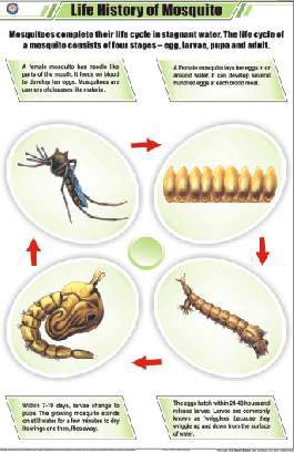 Life History of Mosquito Chart (MGE-2281)