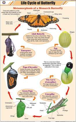 Life Cycle of Butterfly Chart (MGE-2282)