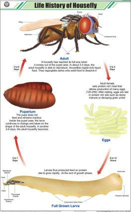 Life History of Housefly Chart (MGE-2283)