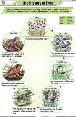 Life History of Frog Chart (MGE-2284)