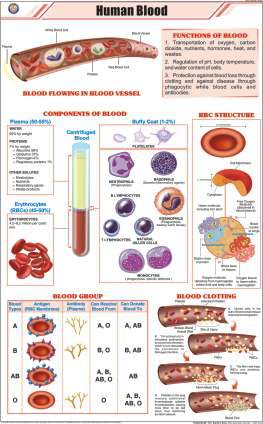 Human Blood Chart (MGE-2285)
