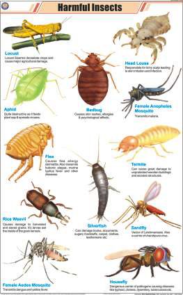 Harmful Insects Chart (MGE-2287)