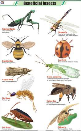Beneficial Insects Chart (MGE-2288)