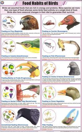 Food Habits of Birds Chart (MGE-2289)