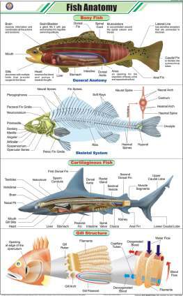 Fish Anatomy Chart (MGE-2290)