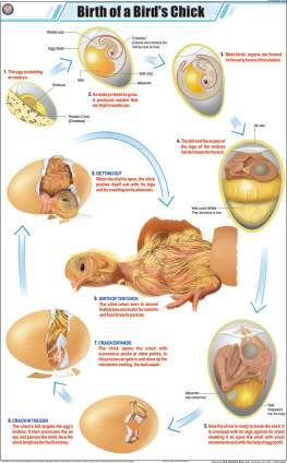 Birth of a Bird's Chick Chart (MGE-2291)