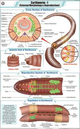 Earthworm - I (External Morphology & Reproduction) Chart (MGE-2292)