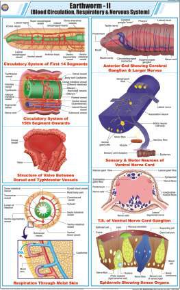 Earthworm - II (Blood Circulation, Respiratory & Nervous System Chart (MGE-2293)