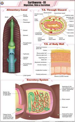 Earthworm - III (Digestion, Skin & Excretion) Chart (MGE-2294)