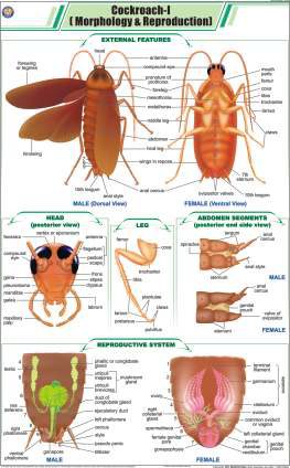 Cockroach - I (Morphology & Reproduction) Chart (MGE-2295)