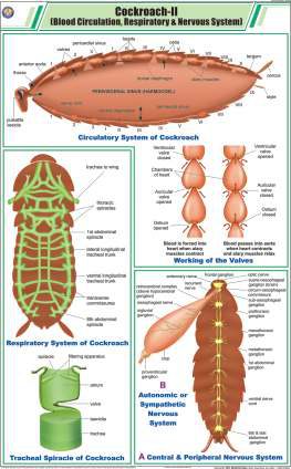 Cockroach - II (Blood Circulation, Respiratory & Nervous System) Chart (MGE-2296)