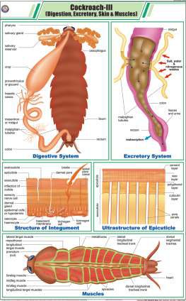 Cockroach - III (Digestion, Excretory, Skin & Muscles) Chart (MGE-2297)