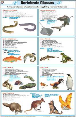 Vertebrate Classes Chart (MGE-2298)