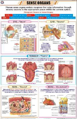 Sense Organs Chart (MGE-2299)