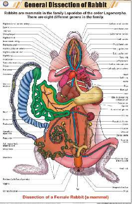 General Dissection of Rabbit Chart (MGE-2300)