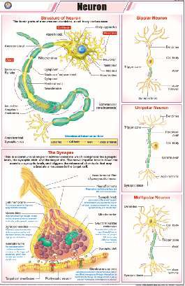 Neuron Chart (MGE-2301)