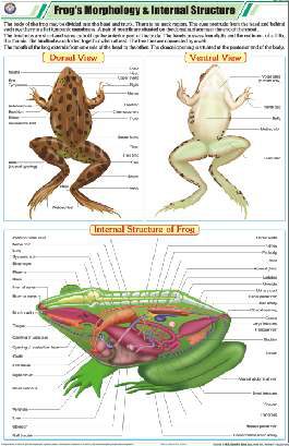 Frog's Morphology & Internal Structure Chart (MGE-2303)
